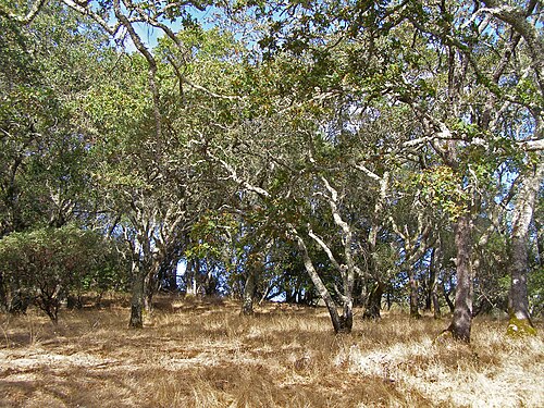 California oak woodland